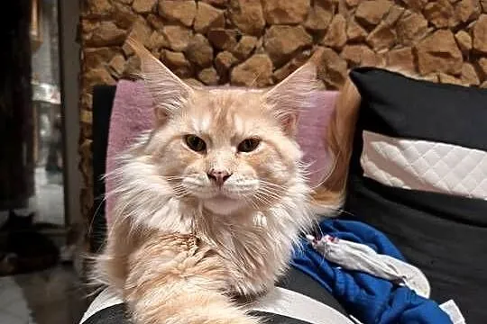 Kotka Maine coon z rodowodem bardzo dobre zaplecze genetyczne do hodow, Świętokrzyskie, Prawęcin