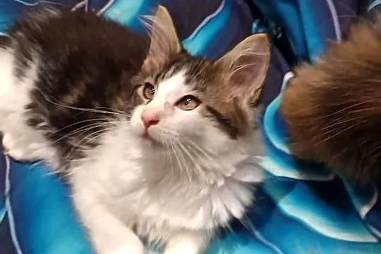 Kotka Maine coon z rodowodem bardzo dobre zaplecze genetyczne do hodow, Świętokrzyskie, Prawęcin