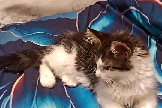 Kotka Maine coon z rodowodem bardzo dobre zaplecze genetyczne do hodow, Świętokrzyskie, Prawęcin