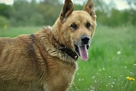 Rex - kochany psiak potrzebujący tylko człowieka,  Kundelki cała Polska