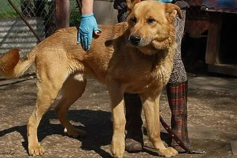 Rex - kochany psiak potrzebujący tylko człowieka, 