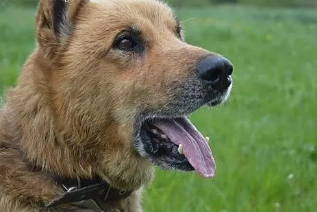 Rex - kochany psiak potrzebujący tylko człowieka, 