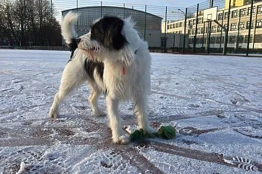 Gdy Warrena adoptujesz, wielka radość wnet poczuje