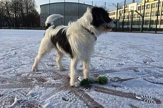 Gdy Warrena adoptujesz, wielka radość wnet poczuje