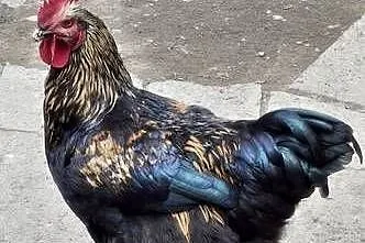 Koguty Leghorn I inne