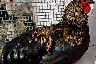Koguty Leghorn I inne, Małopolskie, Raba Niżna