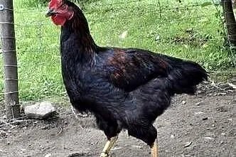 Koguty Leghorn I inne, Małopolskie, Raba Niżna