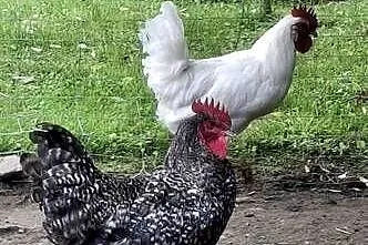 Koguty Leghorn I inne, Małopolskie, Raba Niżna