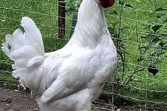 Koguty Leghorn I inne, Małopolskie, Raba Niżna