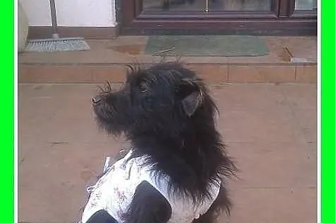 NORKA-mała 7kg, roczna, domowa,lagodna,sterylizowana.ADOPCJA
