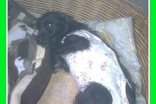 NORKA-mała 7kg, roczna, domowa,lagodna,sterylizowa