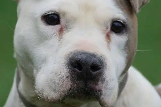 Sati w typie bull szuka domu na jesień życia, Amstaff cała Polska