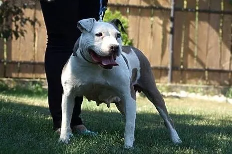 Sati w typie bull szuka domu na jesień życia,  Ams
