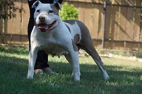 Sati w typie bull szuka domu na jesień życia,  Ams