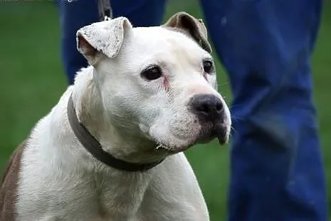 Sati w typie bull szuka domu na jesień życia,  Ams