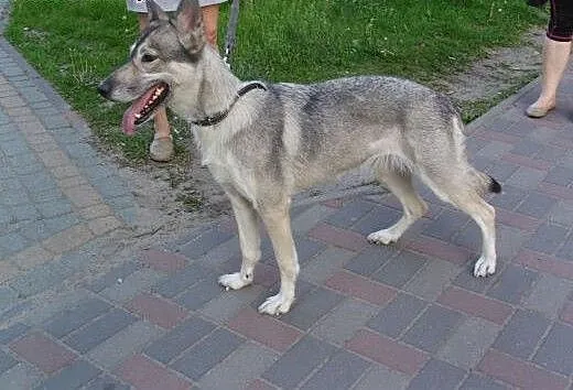Śliczna sunia w typie husky szuka domu!, śląskie