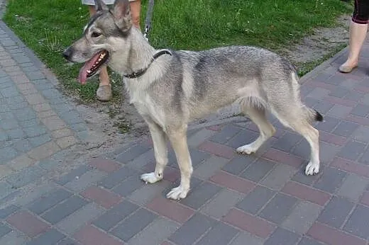 Śliczna sunia  w typie husky szuka domu!,  śląskie