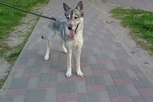 Śliczna sunia  w typie husky szuka domu!,  śląskie