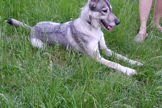 Śliczna sunia  w typie husky szuka domu!,  śląskie