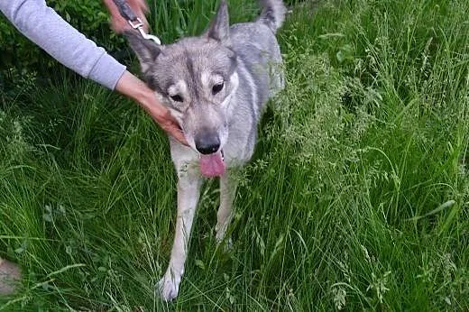 Śliczna sunia  w typie husky szuka domu!,  śląskie