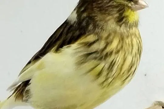 Kanarek Gloster consort samiec., Wielkopolskie, Gostyń