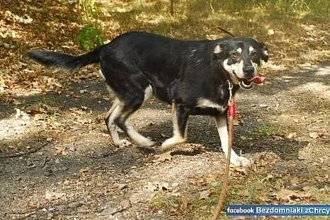 Szalenie pozytywna i energiczna Astra szuka domu!,
