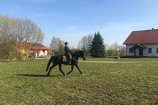 Wydzierżawię klacz, , 