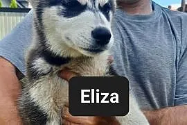 Syberiany husky