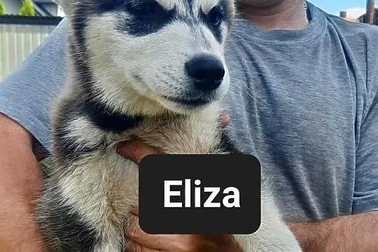 Syberiany husky, Pomorskie, Reda