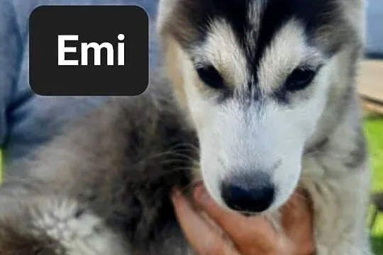 Syberiany husky, Pomorskie, Reda