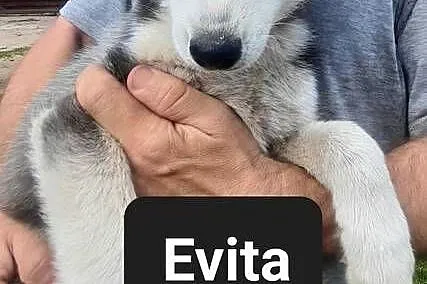 Syberiany husky, Pomorskie, Reda