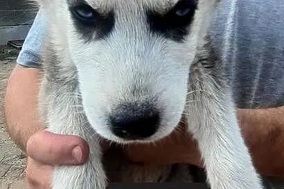 Syberiany husky, Pomorskie, Reda