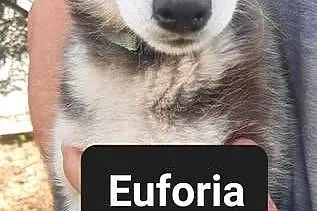 Syberiany husky, Pomorskie, Reda