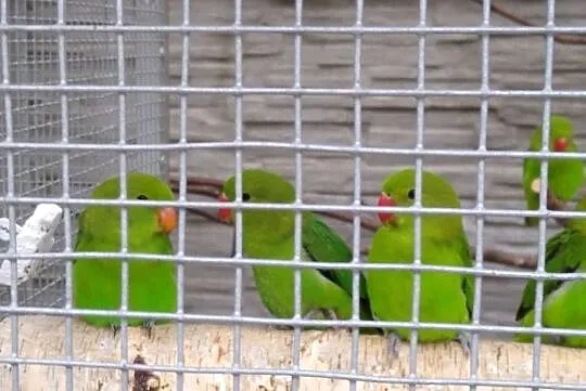 Papugi Nierozłączka Taranta, Mazowieckie, Radom