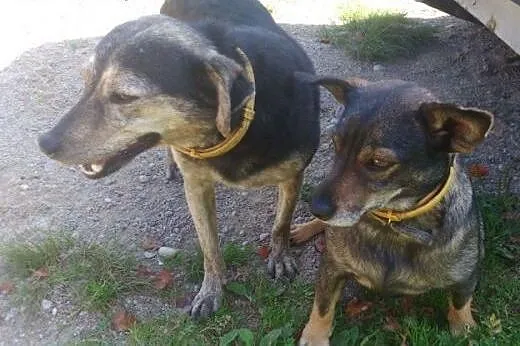 Cudowna para psiaczków szuka domu, wielkopolskie Poznań