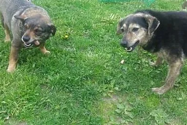 Cudowna para psiaczków szuka domu,  wielkopolskie 