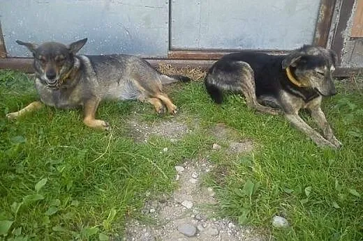 Cudowna para psiaczków szuka domu,  wielkopolskie 