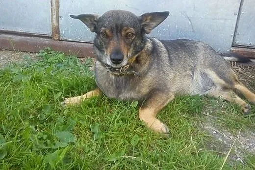 Cudowna para psiaczków szuka domu,  wielkopolskie 