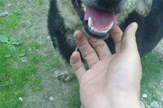 Cudowna para psiaczków szuka domu,  wielkopolskie 