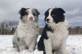 Szczenię BORDER COLLIE z Hodowli - Rasowy pies z pełną dok.