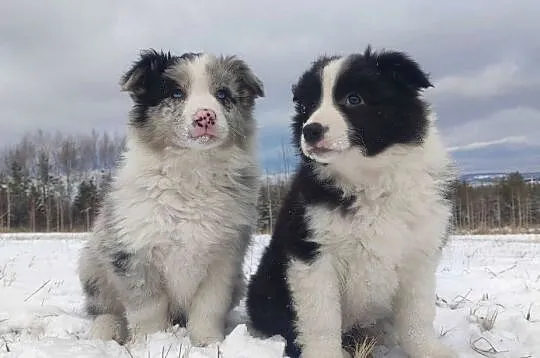 Szczenię BORDER COLLIE z Hodowli - Rasowy pies z pełną dok.
