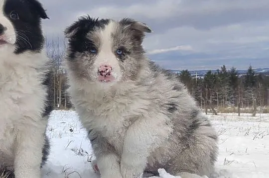 Szczenię BORDER COLLIE z Hodowli - Rasowy pies z pełną dok., Małopolskie, Kraków