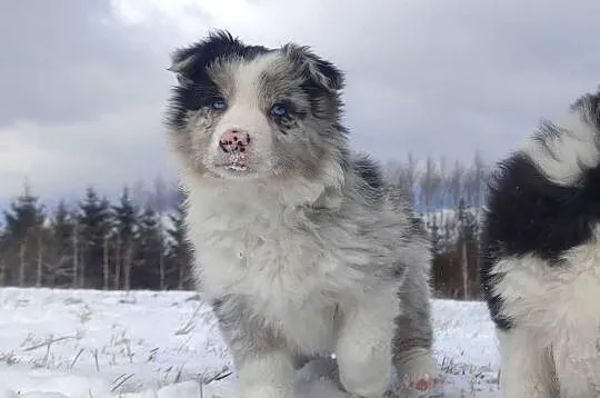 Szczenię BORDER COLLIE z Hodowli - Rasowy pies z pełną dok., Małopolskie, Kraków