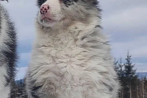 Szczenię BORDER COLLIE z Hodowli - Rasowy pies z pełną dok., Małopolskie, Kraków