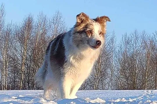 Szczenię BORDER COLLIE z Hodowli - Rasowy pies z pełną dok., Małopolskie, Kraków