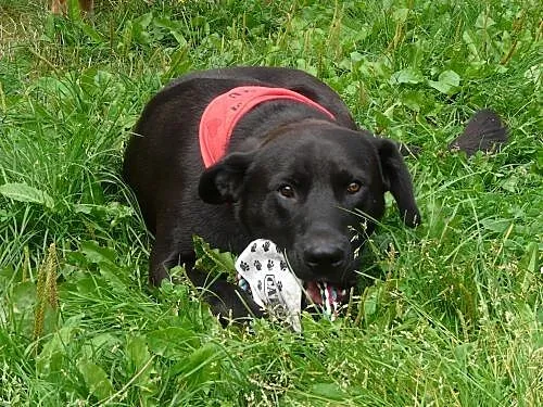 Piękny, 2 letni pies w typie labradora szuka rodzi