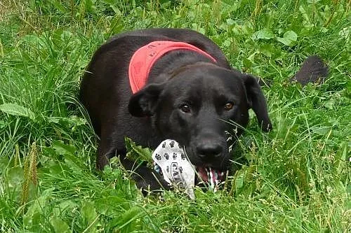 Piękny, 2 letni pies w typie labradora szuka rodzi