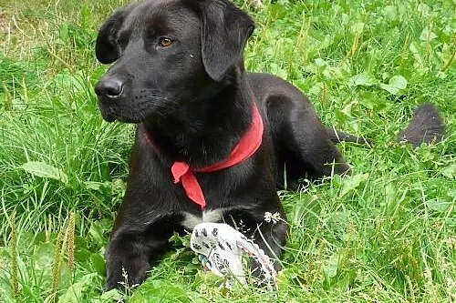 Piękny, 2 letni pies w typie labradora szuka rodzi