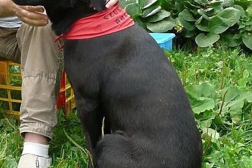 Piękny, 2 letni pies w typie labradora szuka rodzi