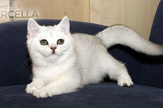 Prześliczna kotka brytyjska krótkowłosa w kolorze , Łódź